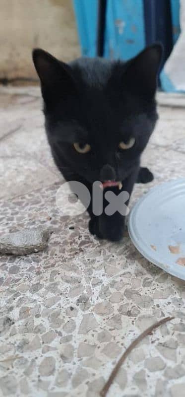 Cat for Adoption (Free)