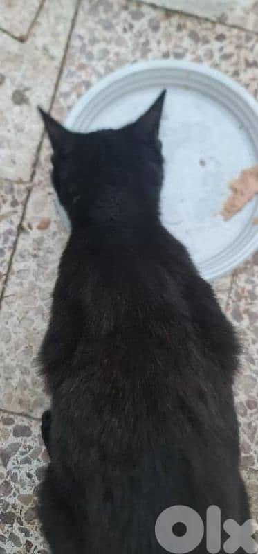 Cat for Adoption (Free) 1