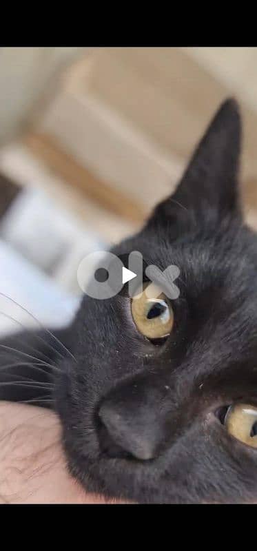 Cat for Adoption (Free) 2