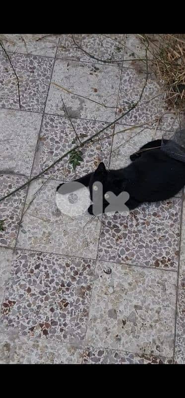 Cat for Adoption (Free) 4