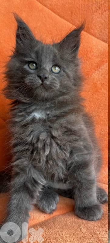 Unique Maine Coon kitten imported maincoon We deliver