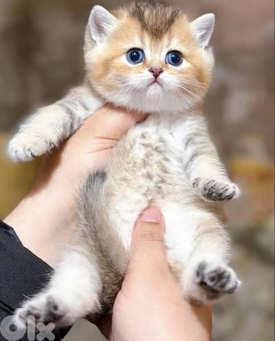 british gold 70485808