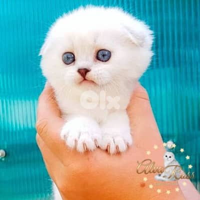 scottish white 70485808