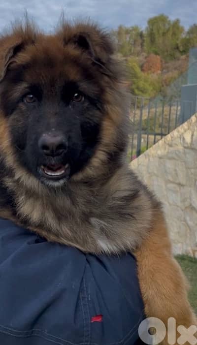 king size GERMAN SHEPHERD