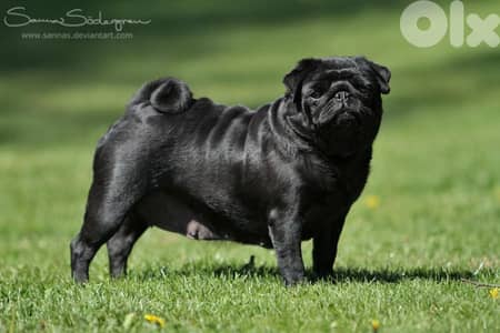 female pug for sale