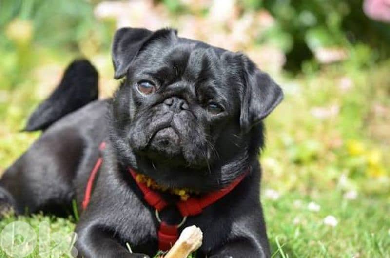 female pug for sale 1