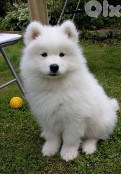 samoyed puppy