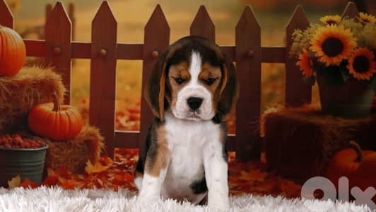 Imported Beagle puppy