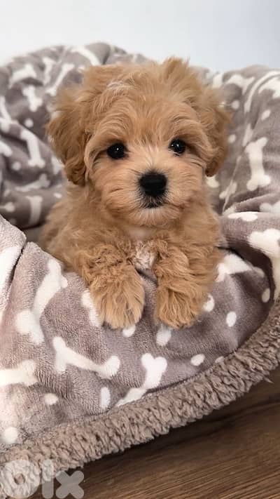 Toy Maltipoo imported puppy delivery
