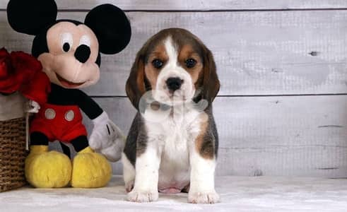 beagle puppy imported