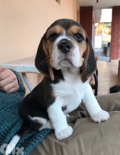 beagle love delivery imported