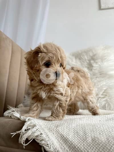 maltipoo imported delivery