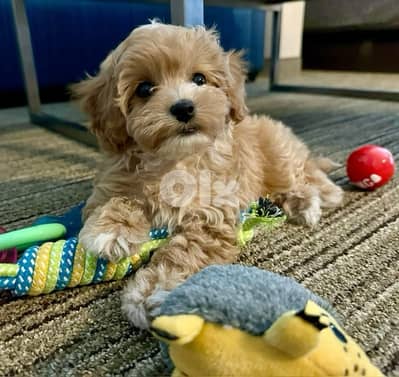 Mini goldendoodle imported