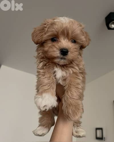 imported Smallest Maltipoo