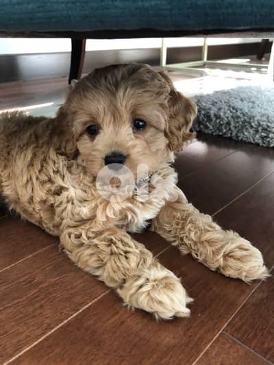 mini labradoodle imported
