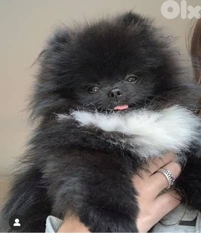 imported pomeranian black teacup puppy