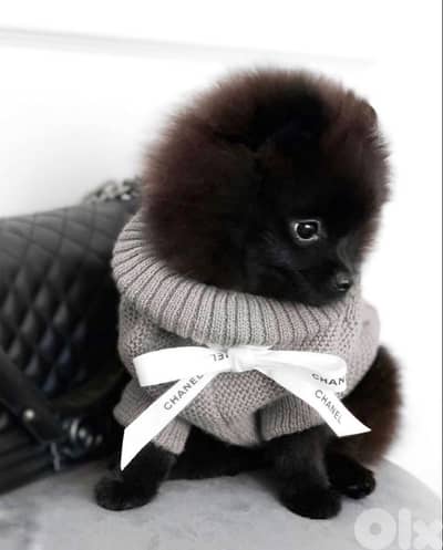 teacup pomeranian imported