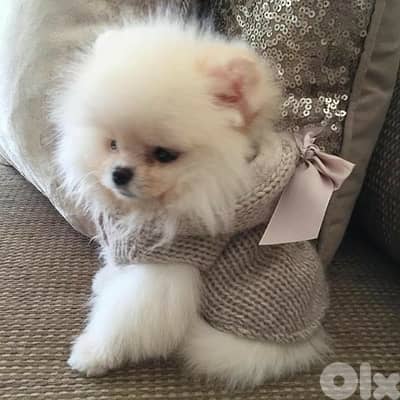 Teacup white pomeranian puppy imported