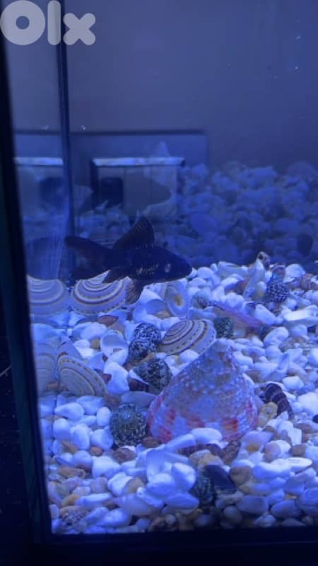 Black Moor Goldfish 1