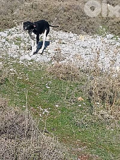 غانا البقاع الفربي