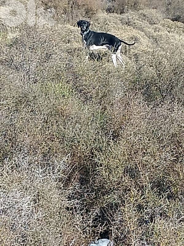 غانا البقاع الفربي 1