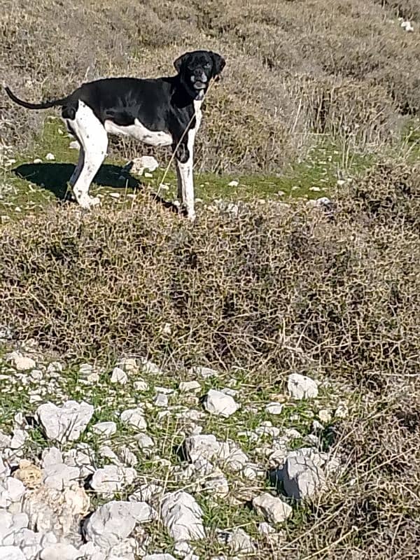 غانا البقاع الفربي 3