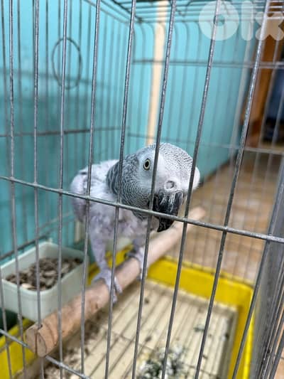 Parrot for sale