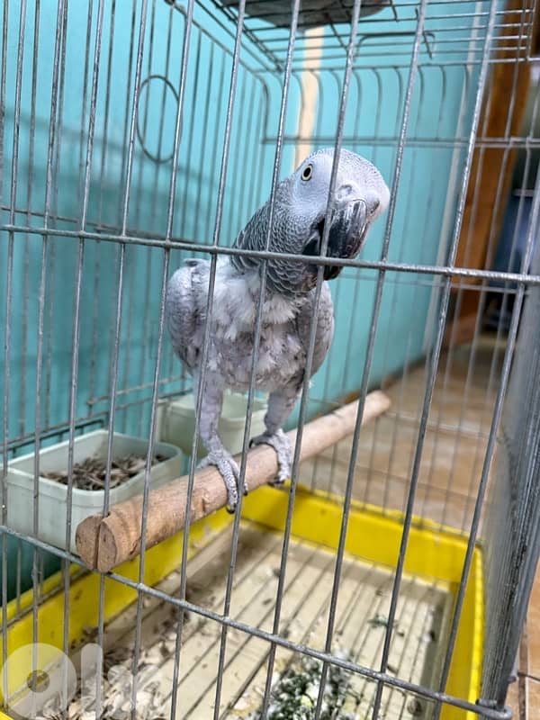 Parrot for sale 1