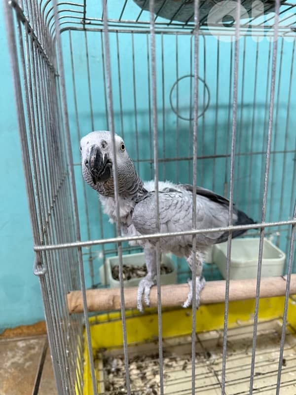 Parrot for sale 2
