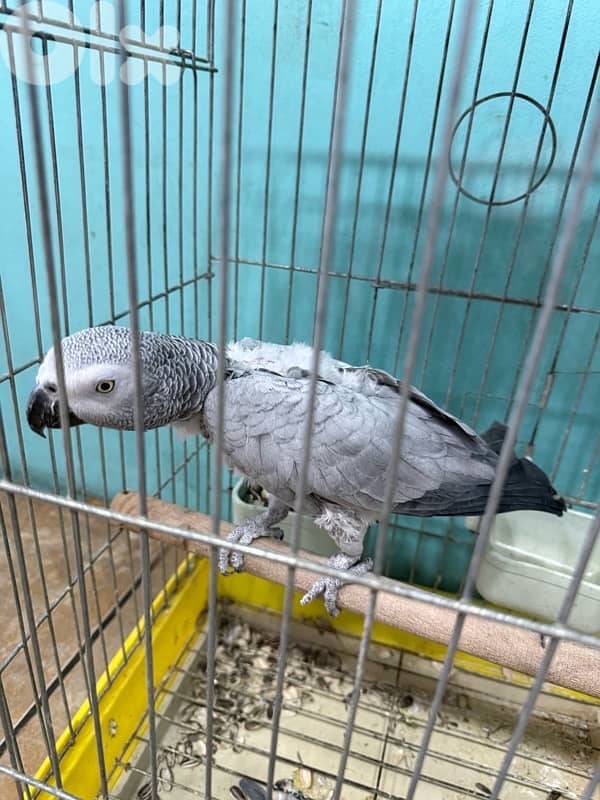 Parrot for sale 3