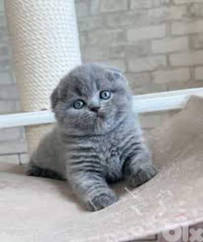 pure Scottish fold lilac kitten  HIGHEST QUALITY