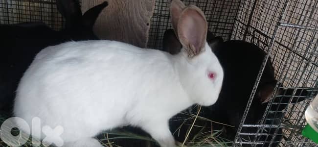 ارانب للبيع