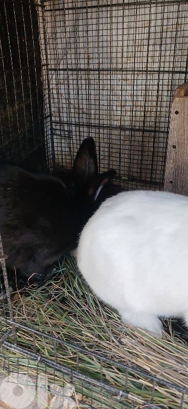 ارانب للبيع 1