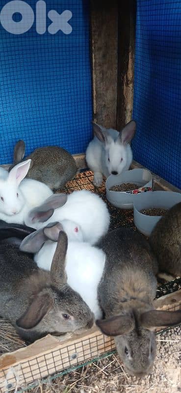 ارانب للبيع 4