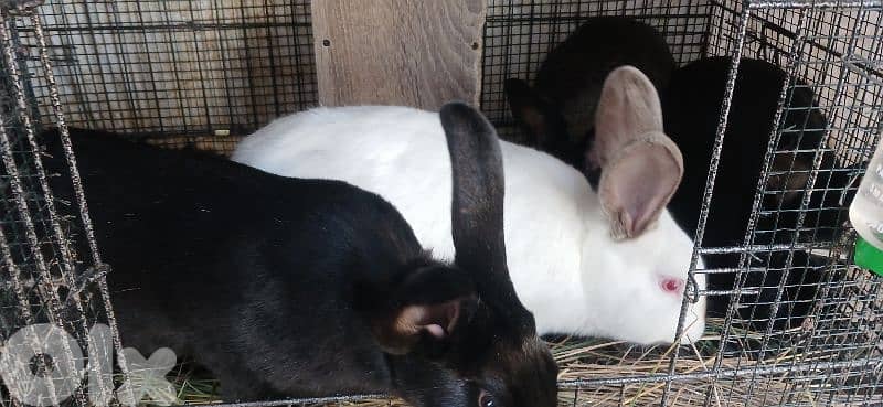 ارانب للبيع 5