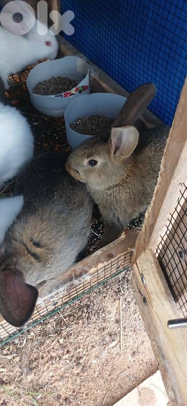 ارانب للبيع 6