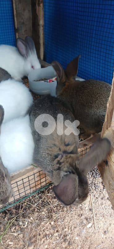 ارانب للبيع 7