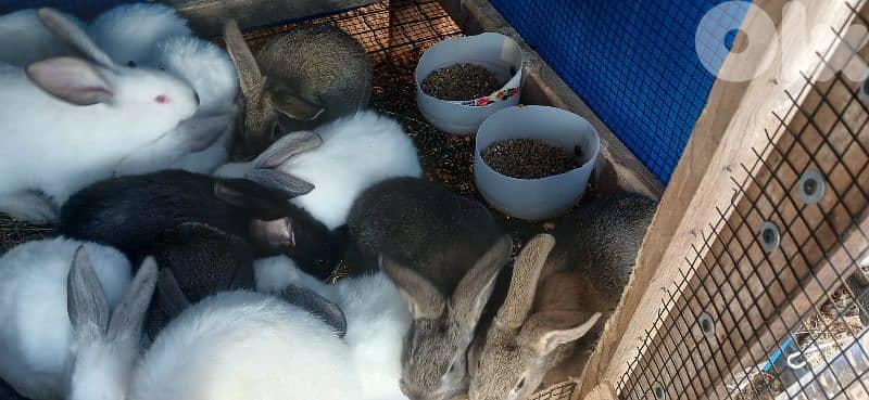 ارانب للبيع 8