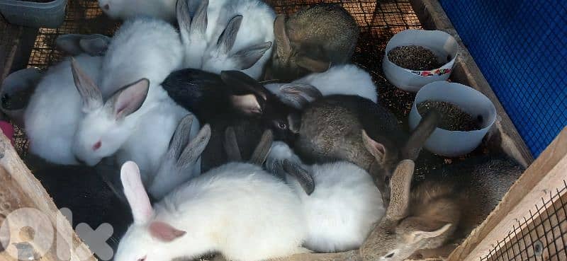 ارانب للبيع 9