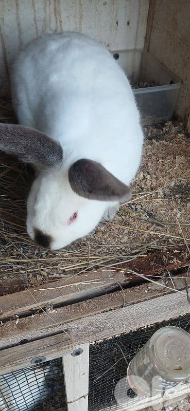 ارانب للبيع 10