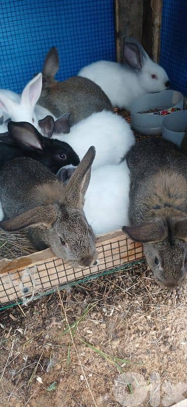 ارانب للبيع 11