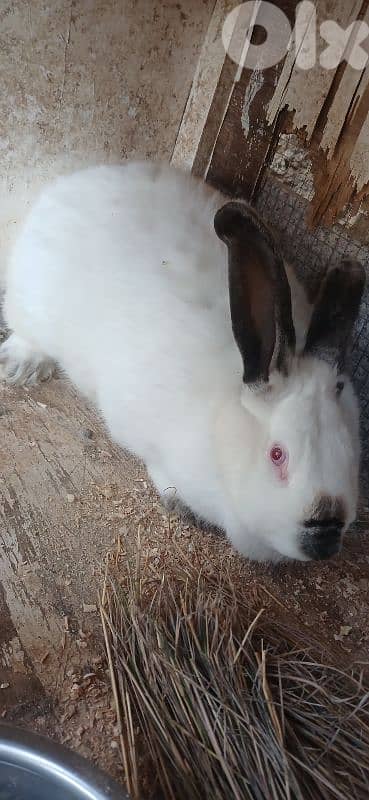 ارانب للبيع 12