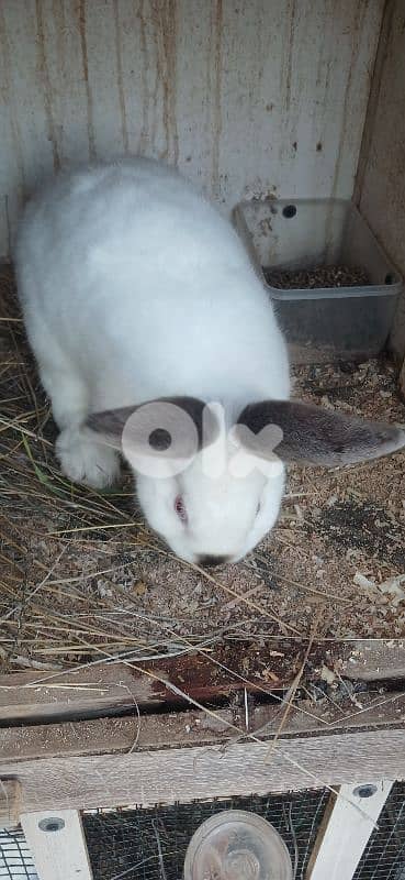 ارانب للبيع 13