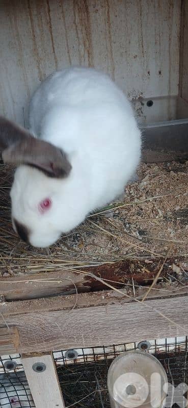 ارانب للبيع 14