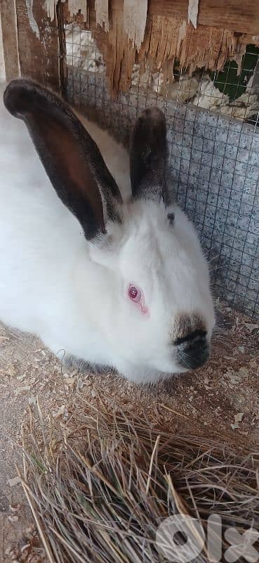 ارانب للبيع 15