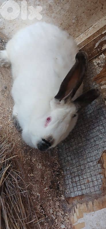 ارانب للبيع 16