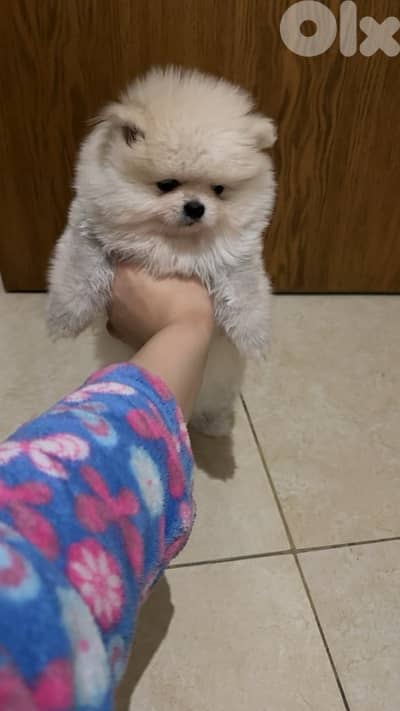 Pomeranian teacup
