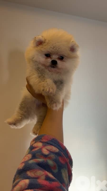 Pomeranian teacup 1
