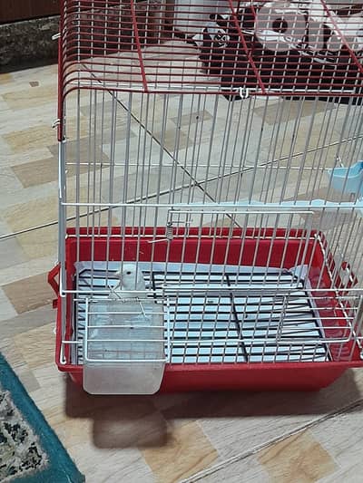 للبيع كنار ابيض مع قفص و كل غراض لقفص كنار لون ابيض شي فاخر من الاخر