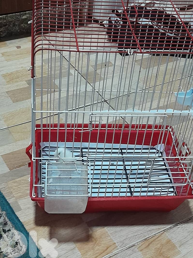 للبيع كنار ابيض مع قفص و كل غراض لقفص كنار لون ابيض شي فاخر من الاخر 1
